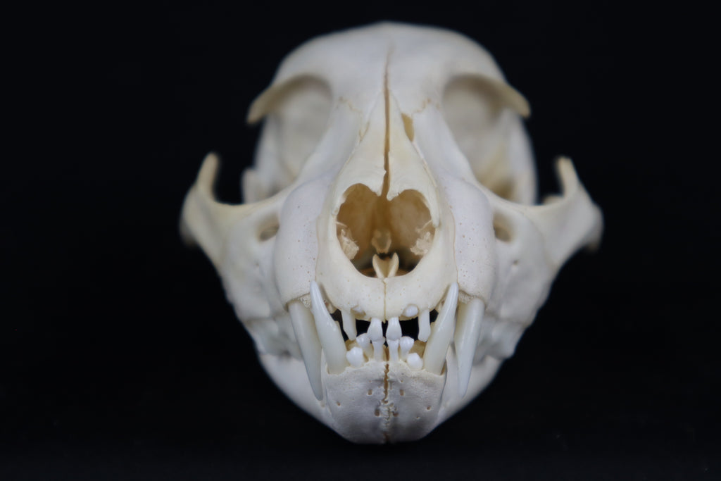 Juvenile Bobcat Skull