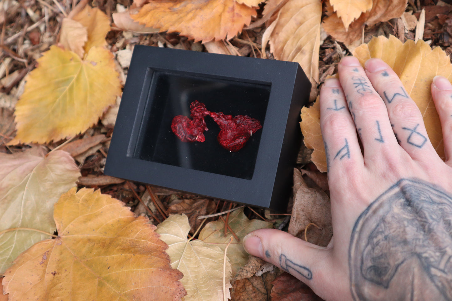 Dry Preserved Red Fox Kidneys