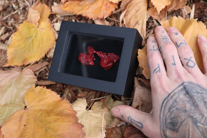 Dry Preserved Red Fox Kidneys