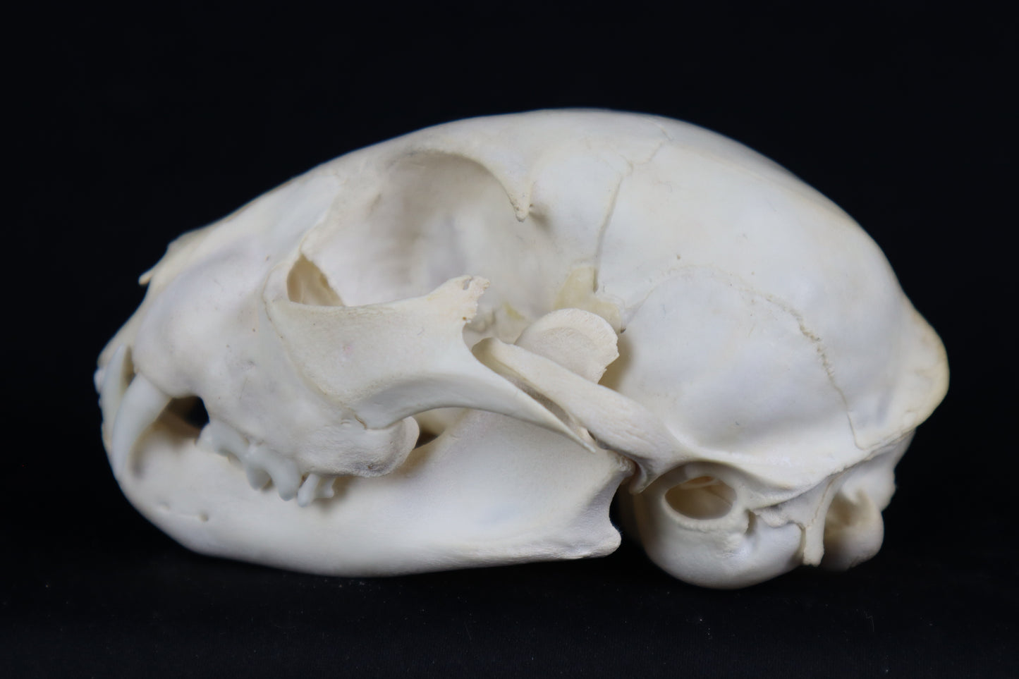 Juvenile Bobcat Skull
