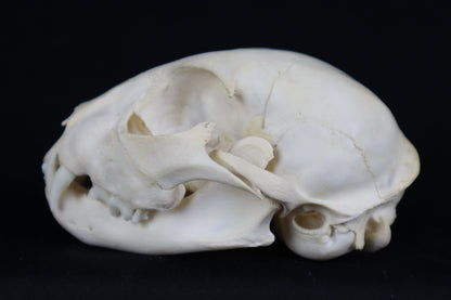 Juvenile Bobcat Skull