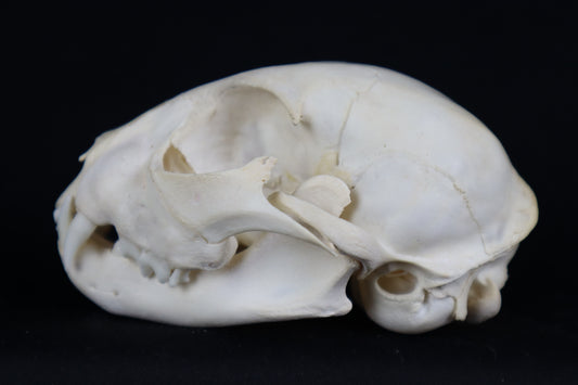 Juvenile Bobcat Skull