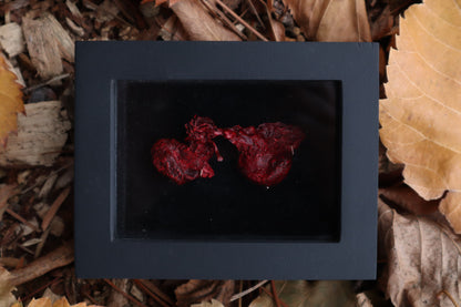 Dry Preserved Red Fox Kidneys