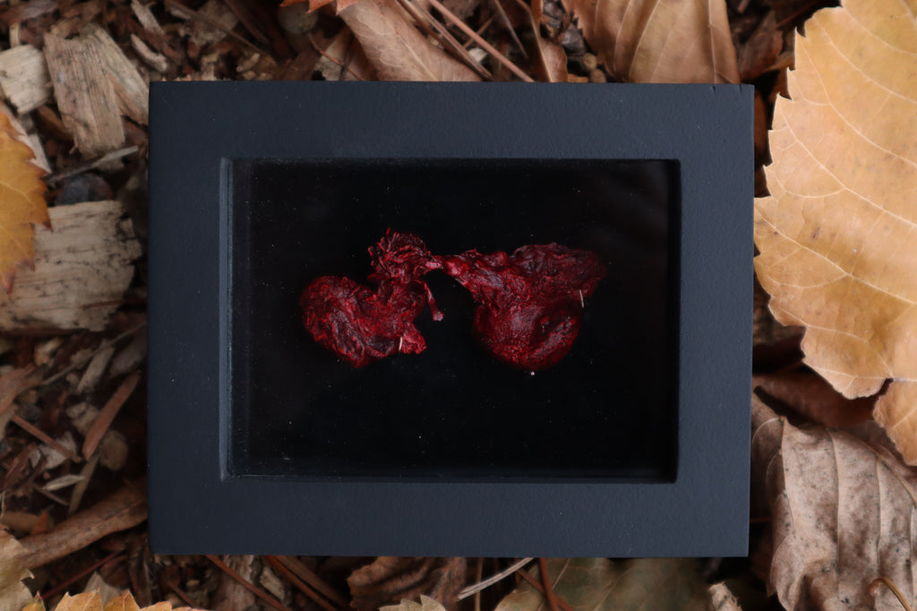 Dry Preserved Red Fox Kidneys