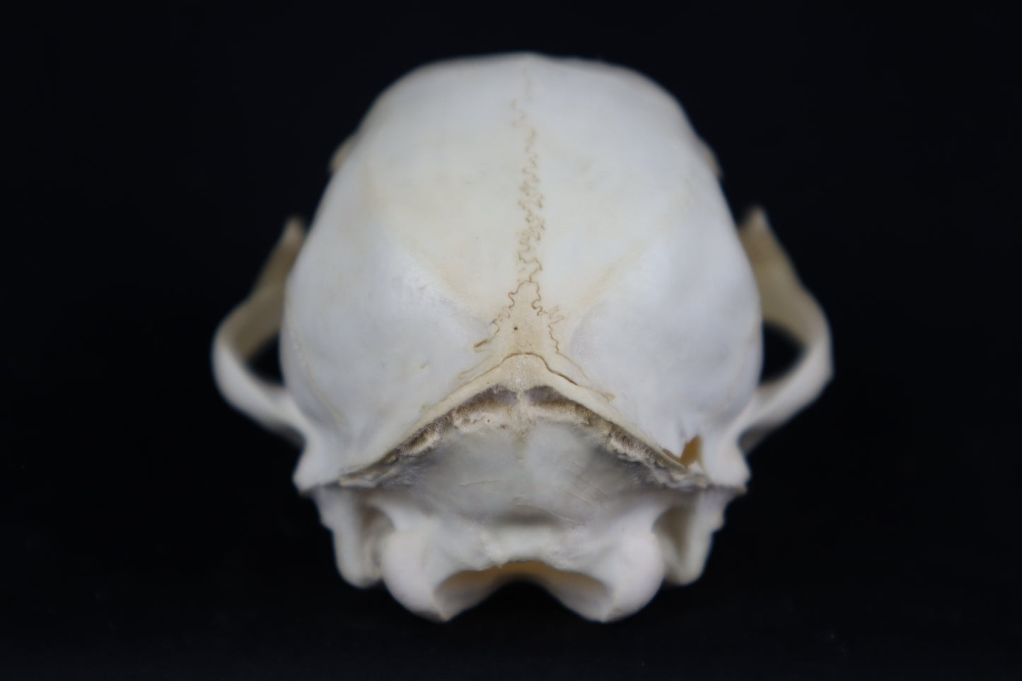 Juvenile Bobcat Skull