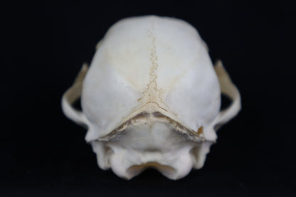Juvenile Bobcat Skull