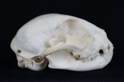 Juvenile Bobcat Skull