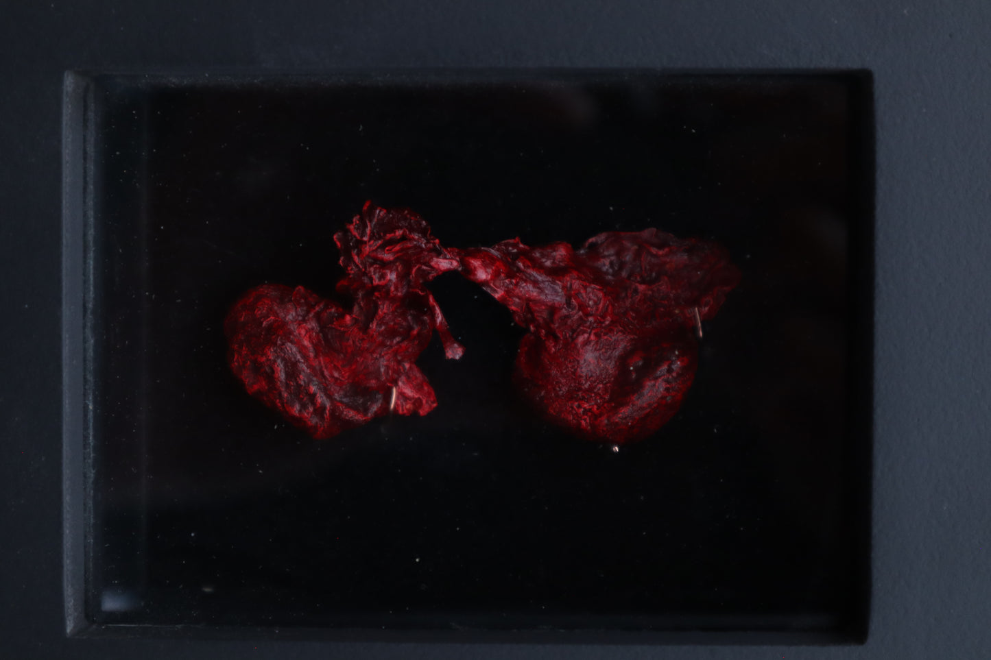 Dry Preserved Red Fox Kidneys