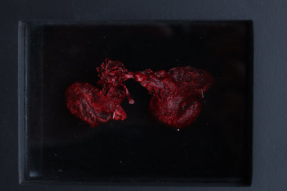 Dry Preserved Red Fox Kidneys
