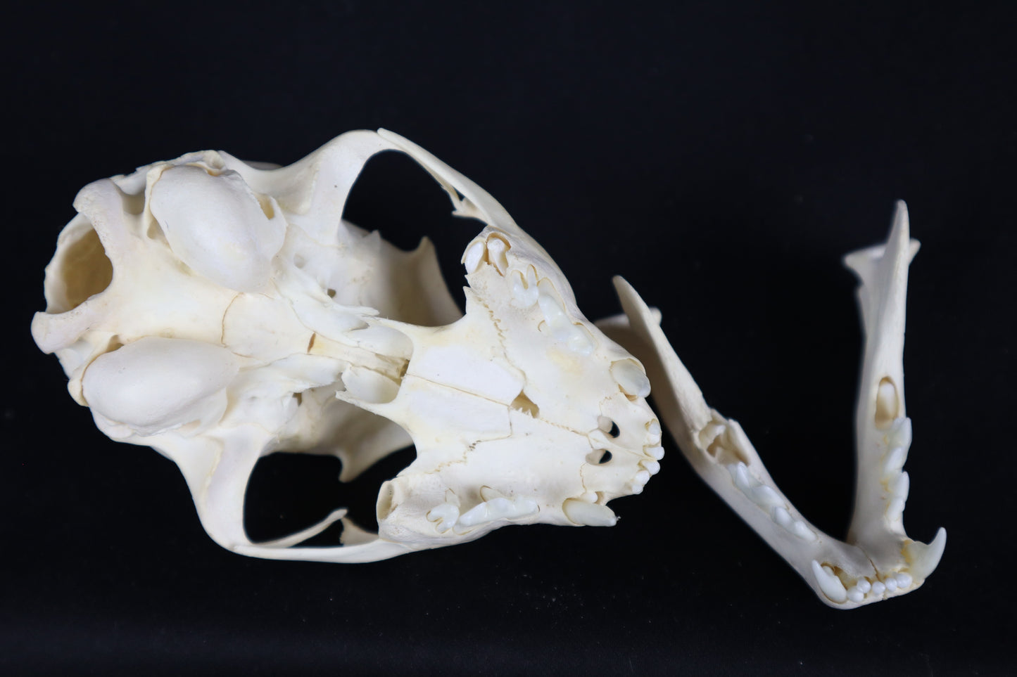 Juvenile Bobcat Skull