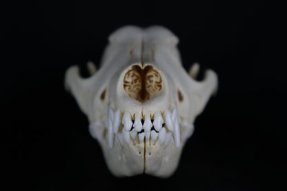 Eastern Coyote Skull