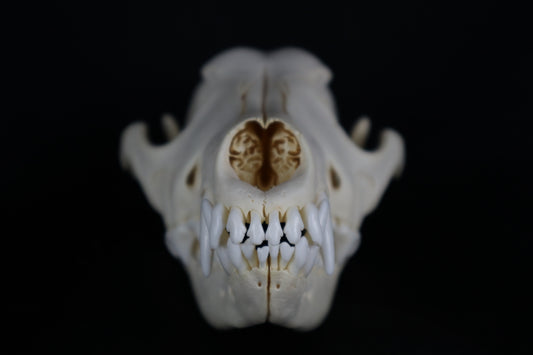 Eastern Coyote Skull