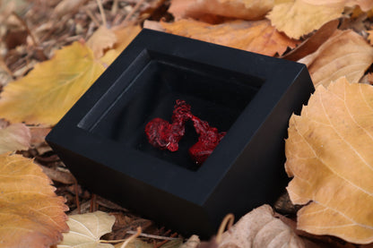 Dry Preserved Red Fox Kidneys