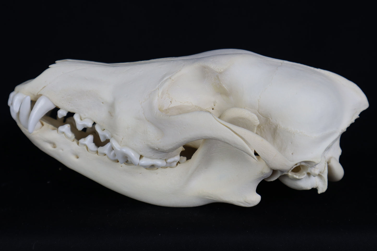Eastern Coyote Skull