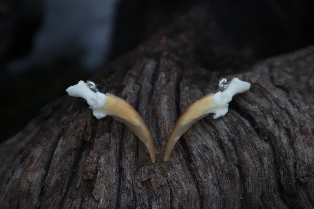 Porcupine Claw Stud Earrings - .925 Silver