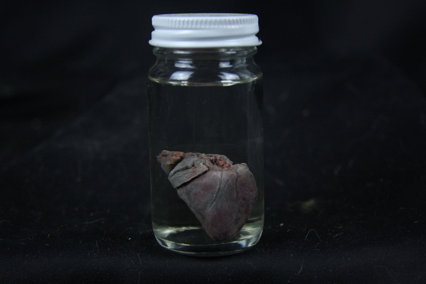 Opossum Heart Wet Specimen