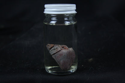 Opossum Heart Wet Specimen