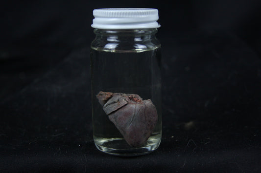 Opossum Heart Wet Specimen