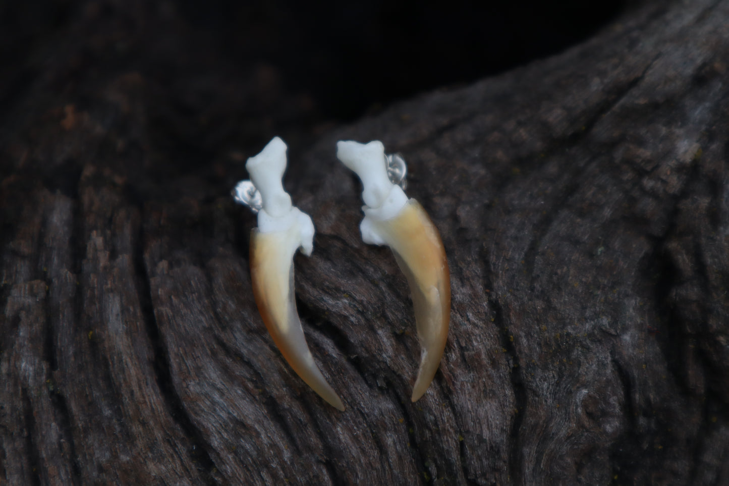 Porcupine Claw Stud Earrings - .925 Silver