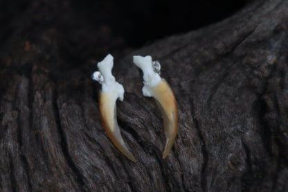 Porcupine Claw Stud Earrings - .925 Silver