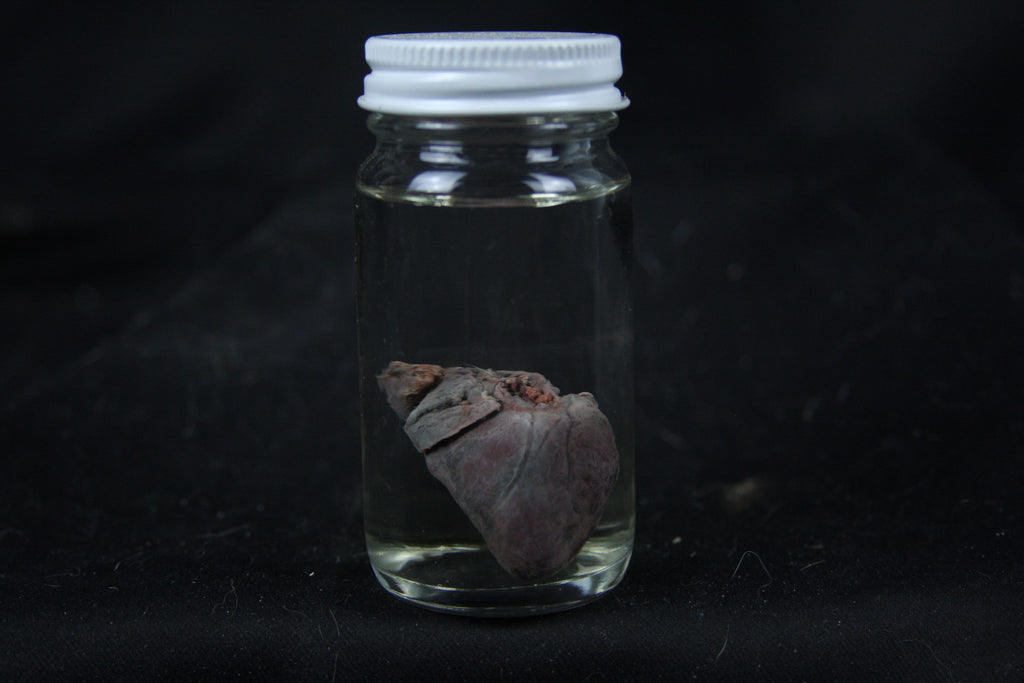 Opossum Heart Wet Specimen