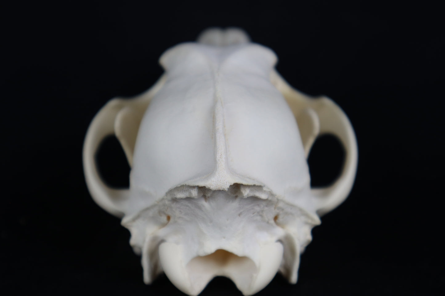 Eastern Coyote Skull