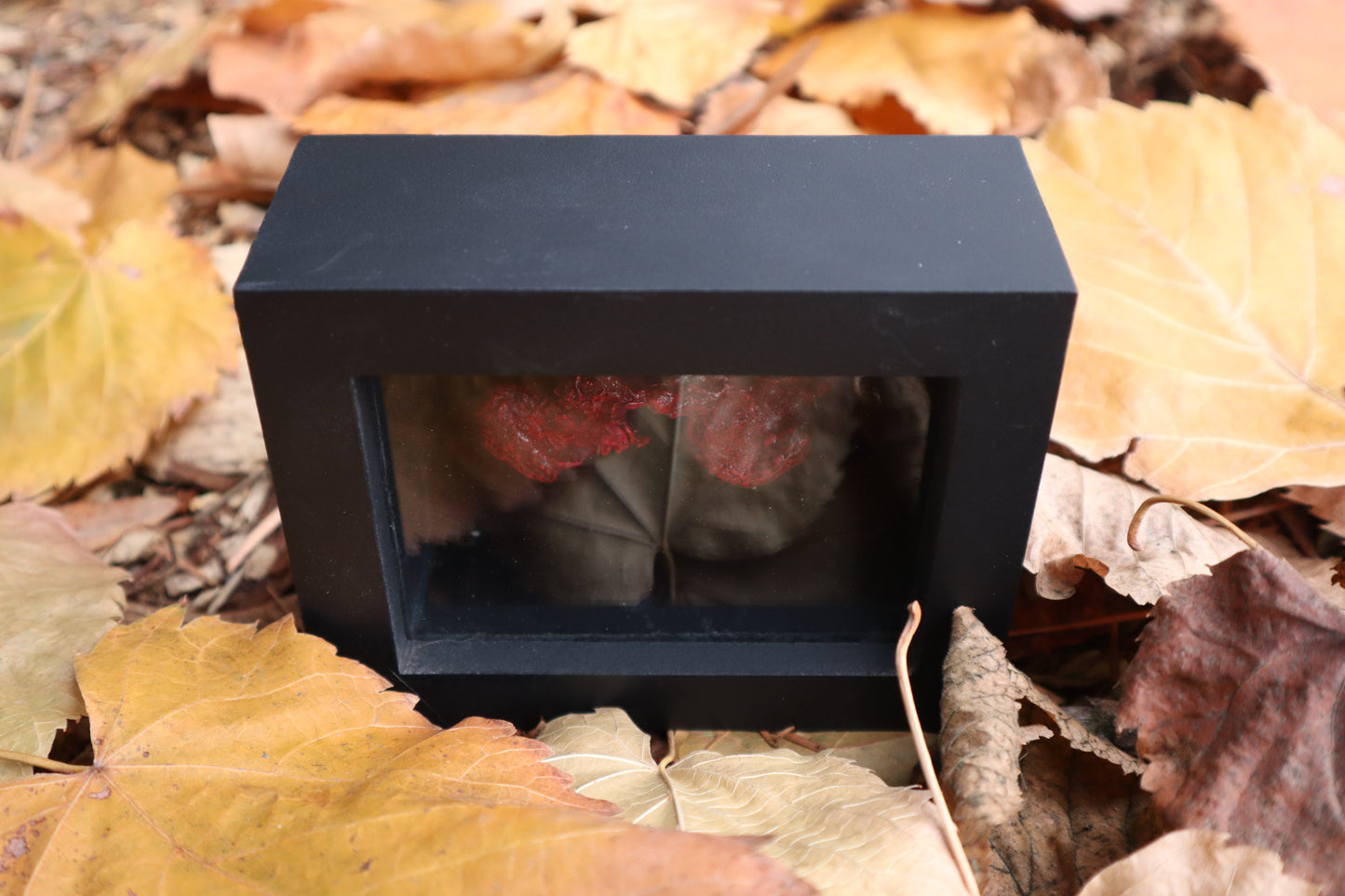 Dry Preserved Red Fox Kidneys