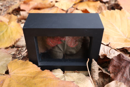 Dry Preserved Red Fox Kidneys