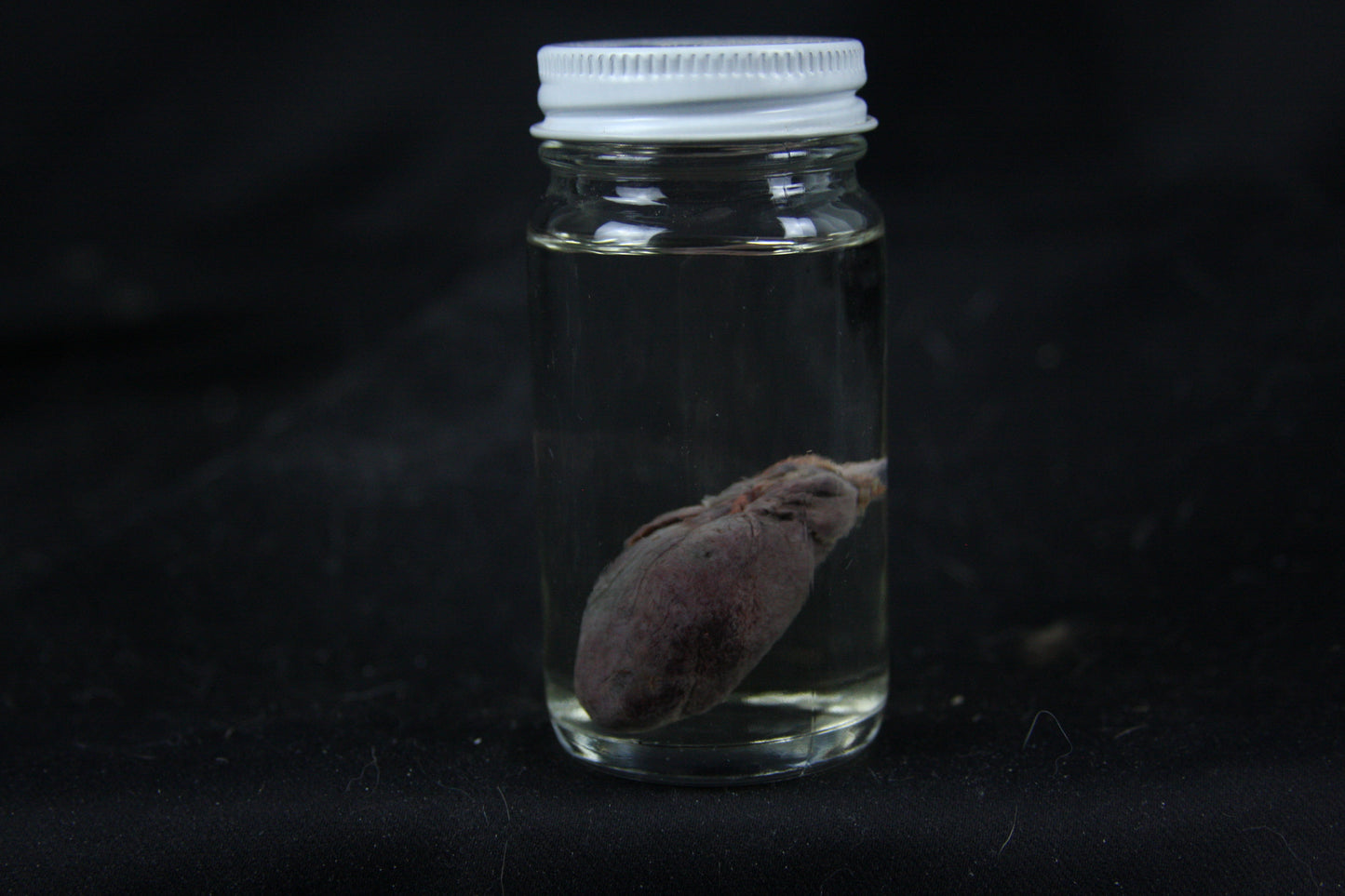 Opossum Heart Wet Specimen