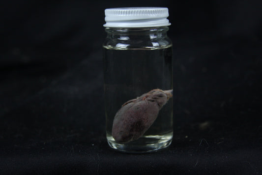 Opossum Heart Wet Specimen