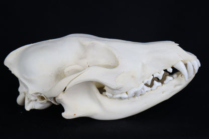 Eastern Coyote Skull