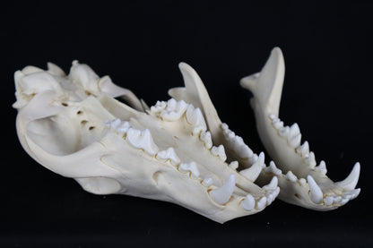 Eastern Coyote Skull