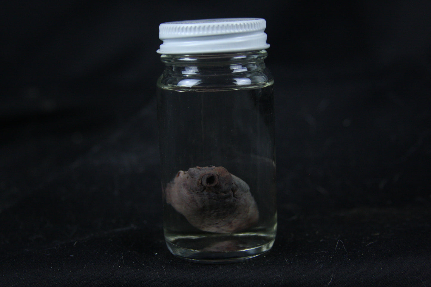 Opossum Heart Wet Specimen
