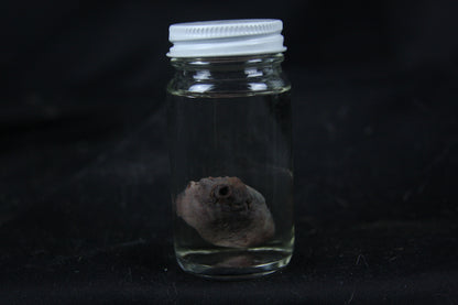 Opossum Heart Wet Specimen