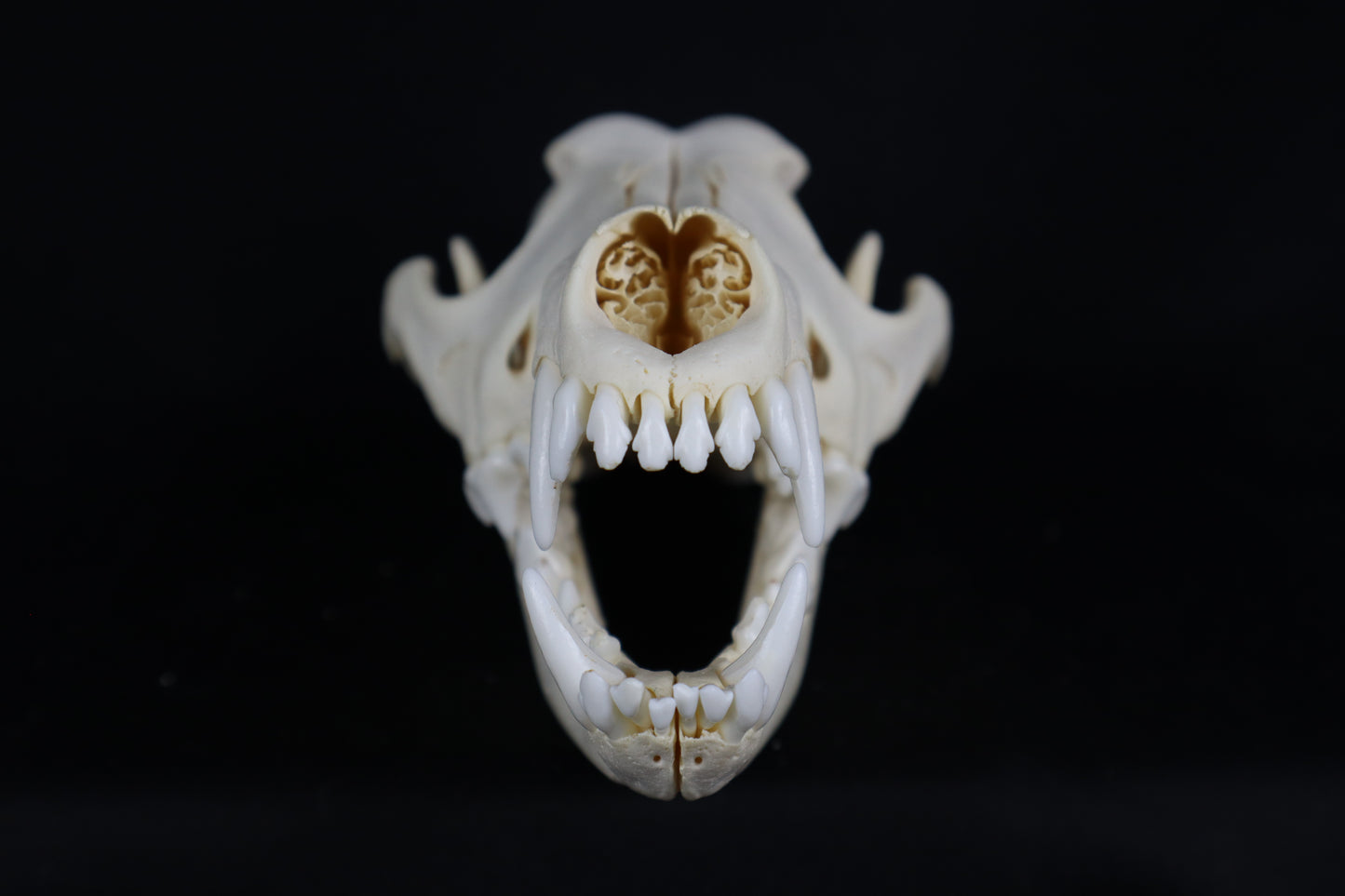 Eastern Coyote Skull