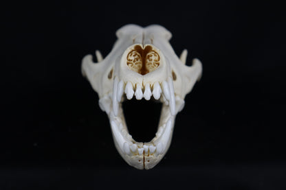 Eastern Coyote Skull