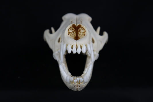 Eastern Coyote Skull