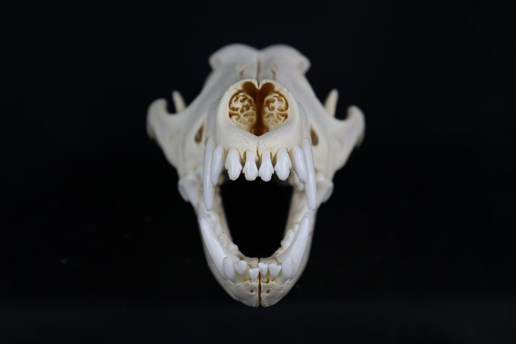 Eastern Coyote Skull