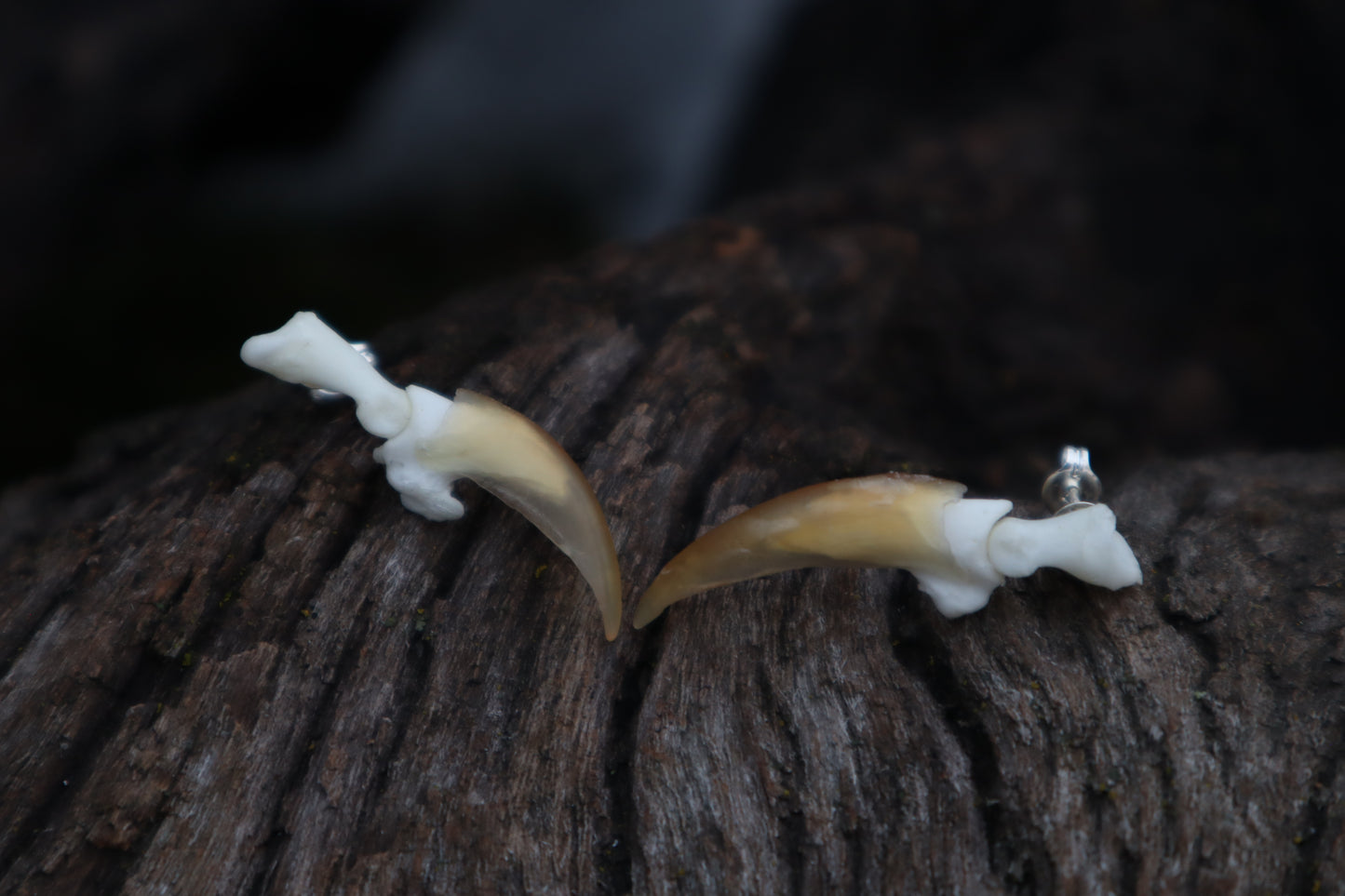 Porcupine Claw Stud Earrings - .925 Silver