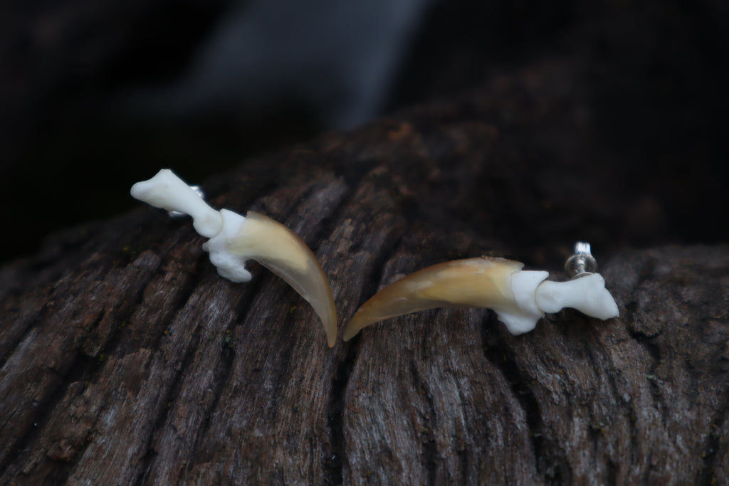 Porcupine Claw Stud Earrings - .925 Silver