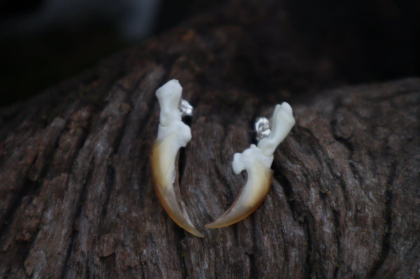 Porcupine Claw Stud Earrings - .925 Silver
