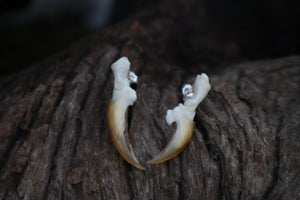 Porcupine Claw Stud Earrings - .925 Silver