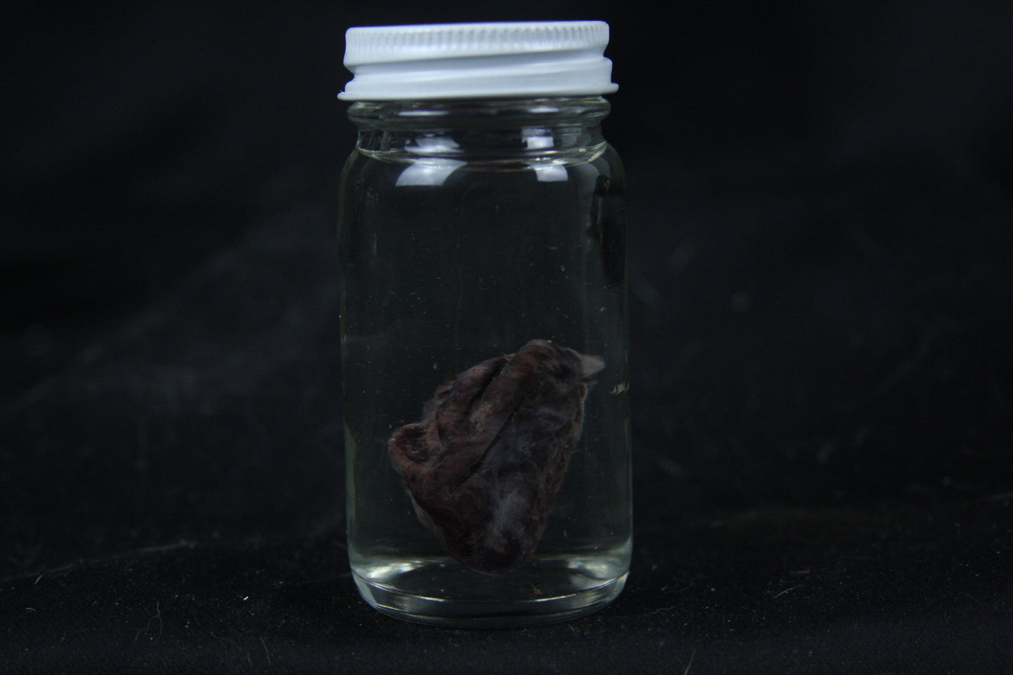 Opossum Heart Wet Specimen