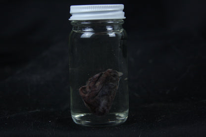 Opossum Heart Wet Specimen