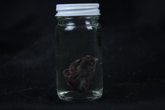 Opossum Heart Wet Specimen