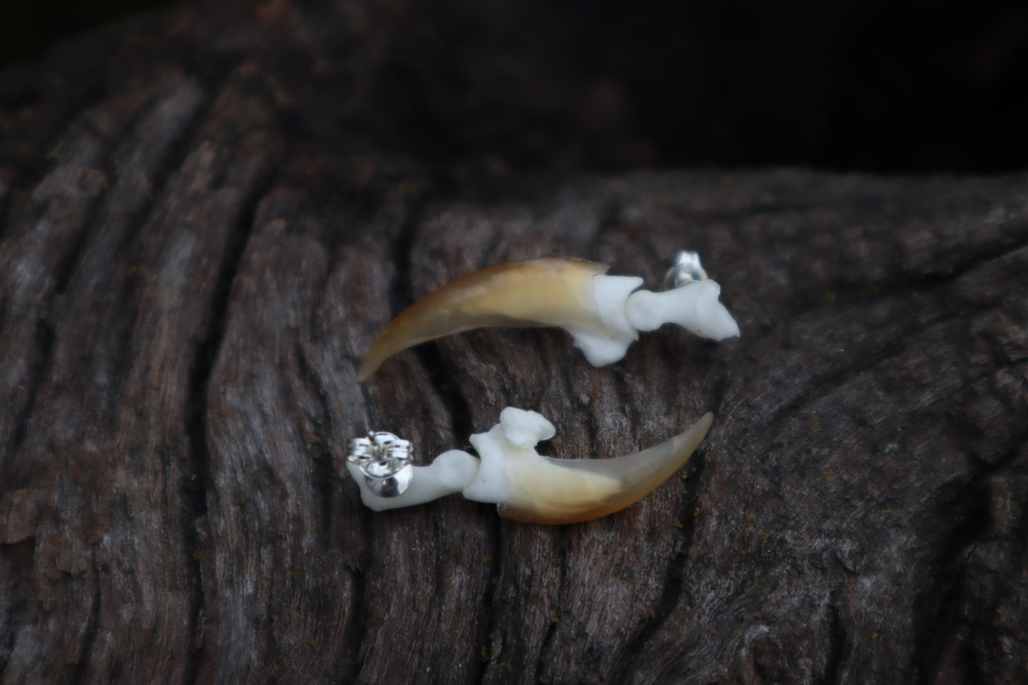 Porcupine Claw Stud Earrings - .925 Silver