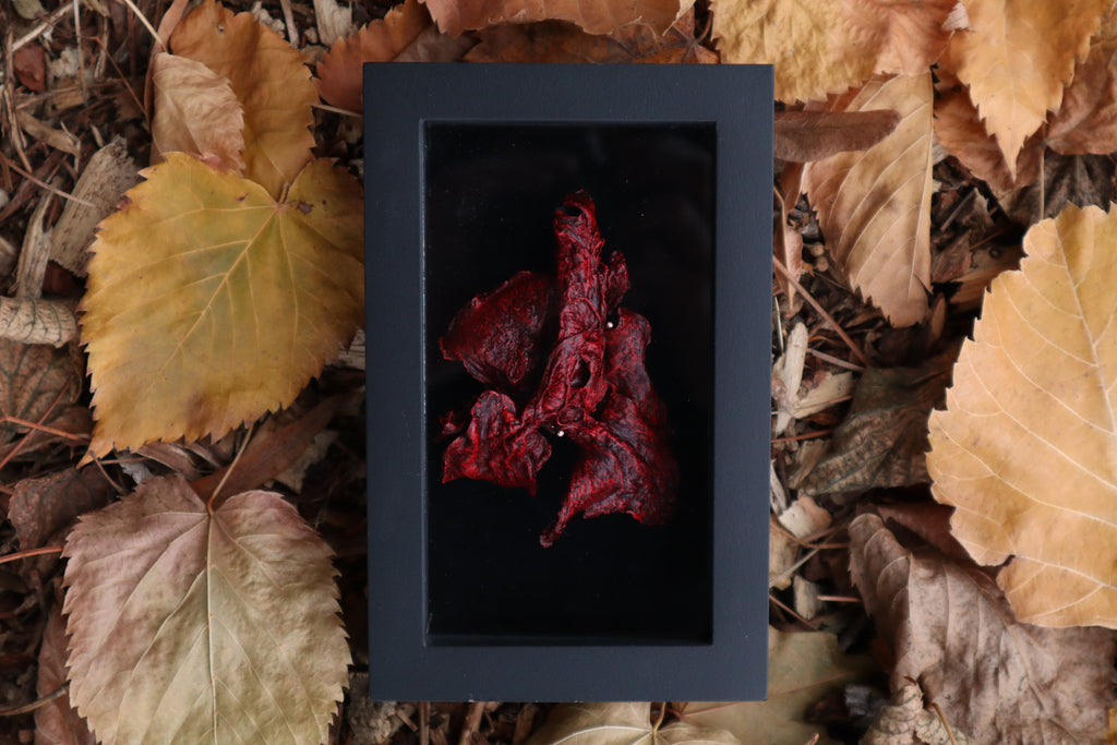 Dry Preserved Red Fox Lungs