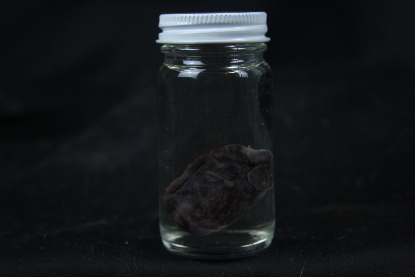 Opossum Heart Wet Specimen