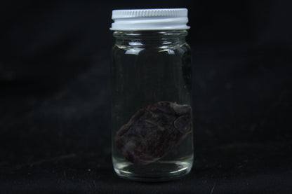 Opossum Heart Wet Specimen