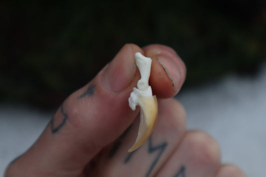 Porcupine Claw Stud Earrings - .925 Silver